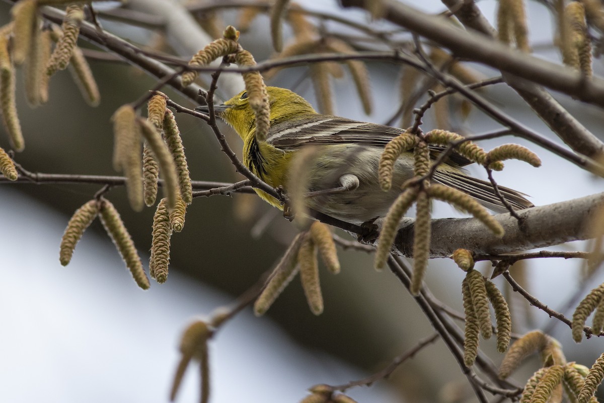 Pine Warbler - ML441407221