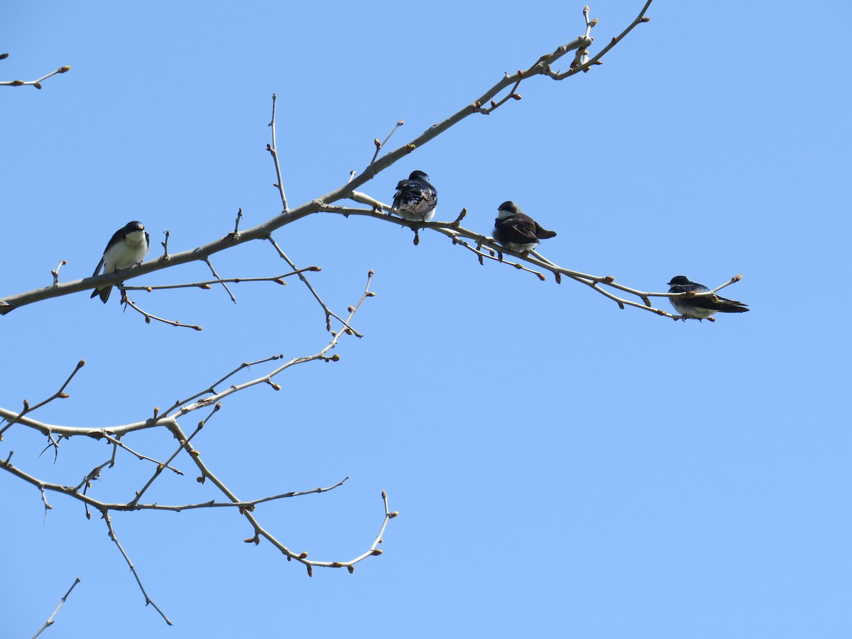 Tree Swallow - ML441408781