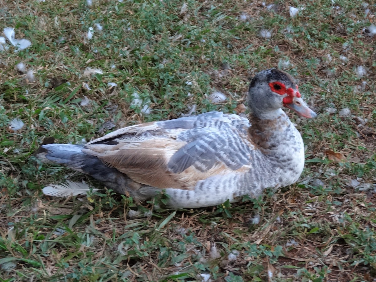 Muscovy Duck (Domestic type) - ML441409201