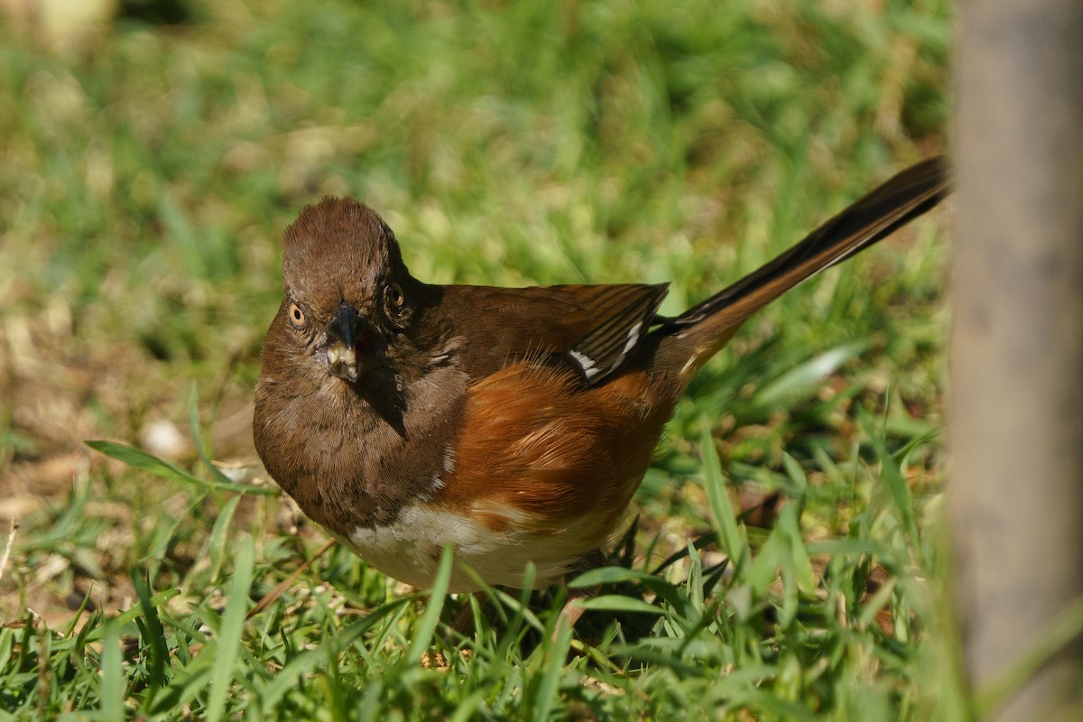 Eastern Towhee (White-eyed) - ML441409491