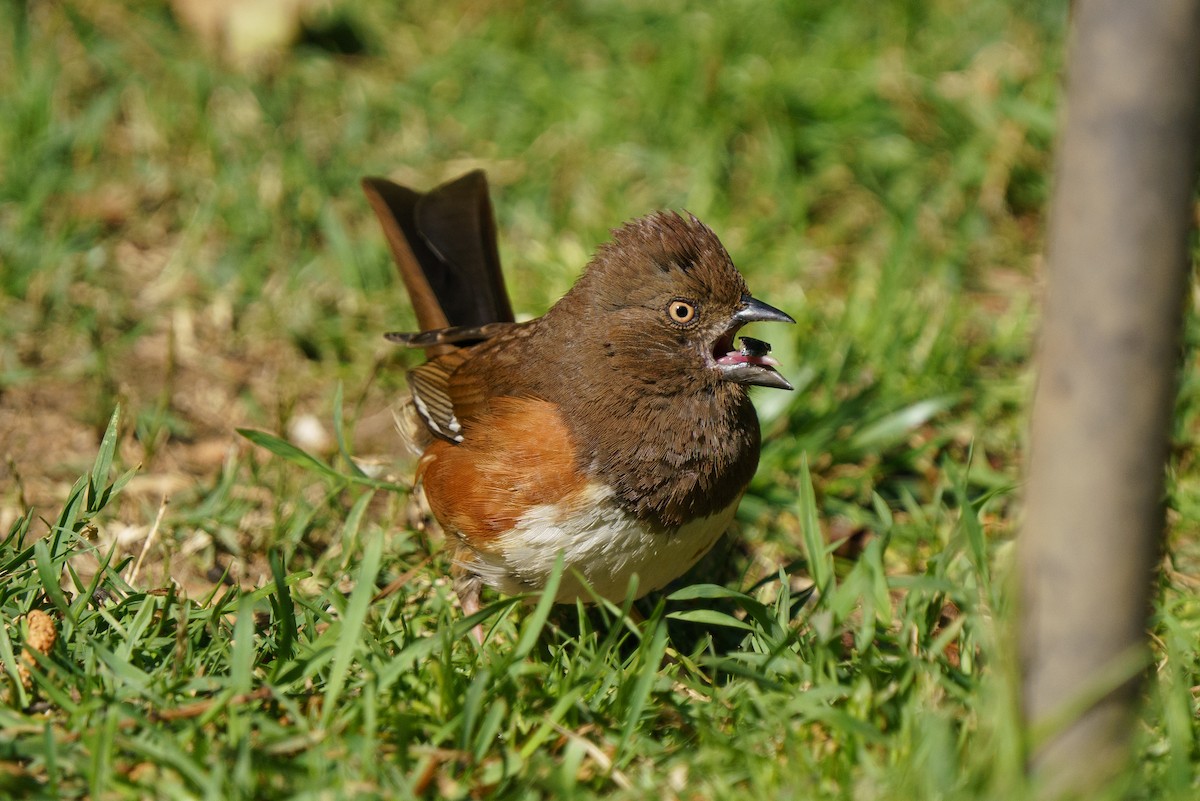 Eastern Towhee (White-eyed) - ML441409531