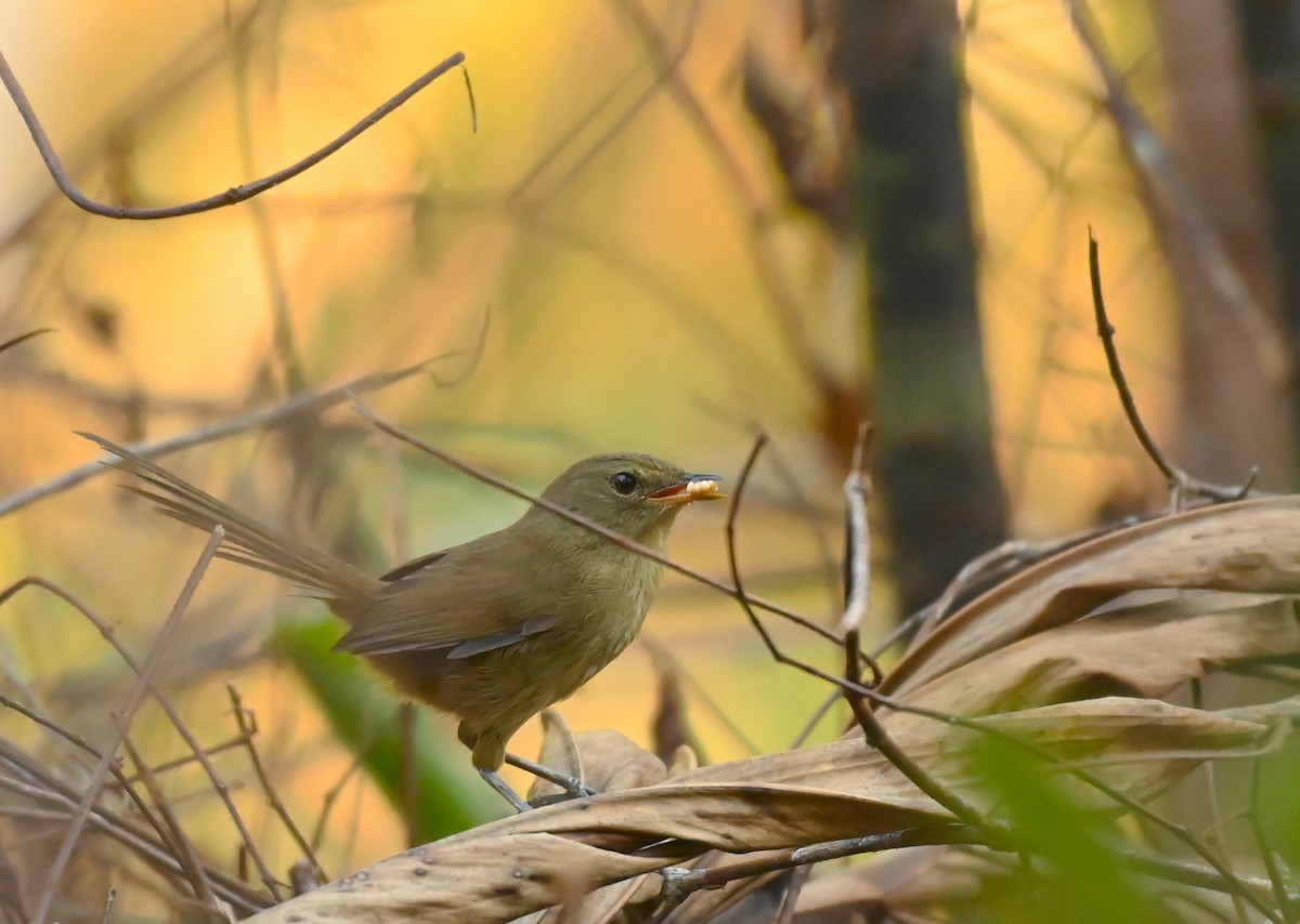 Malagasy Brush-Warbler (Malagasy) - ML441409771