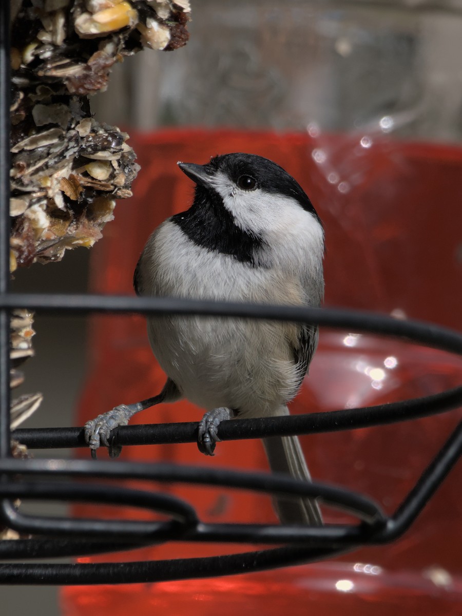 Carolina Chickadee - Cat Zoroark