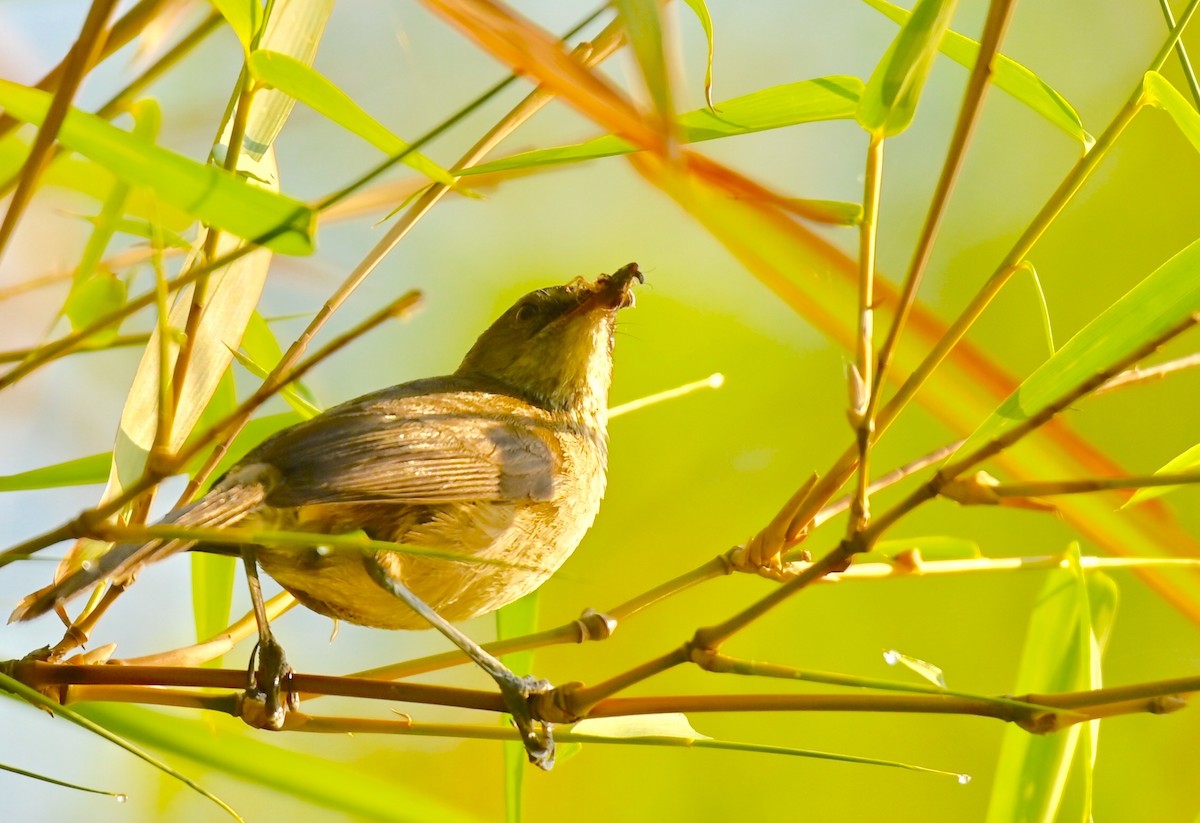 Malagasy Brush-Warbler (Malagasy) - ML441409921