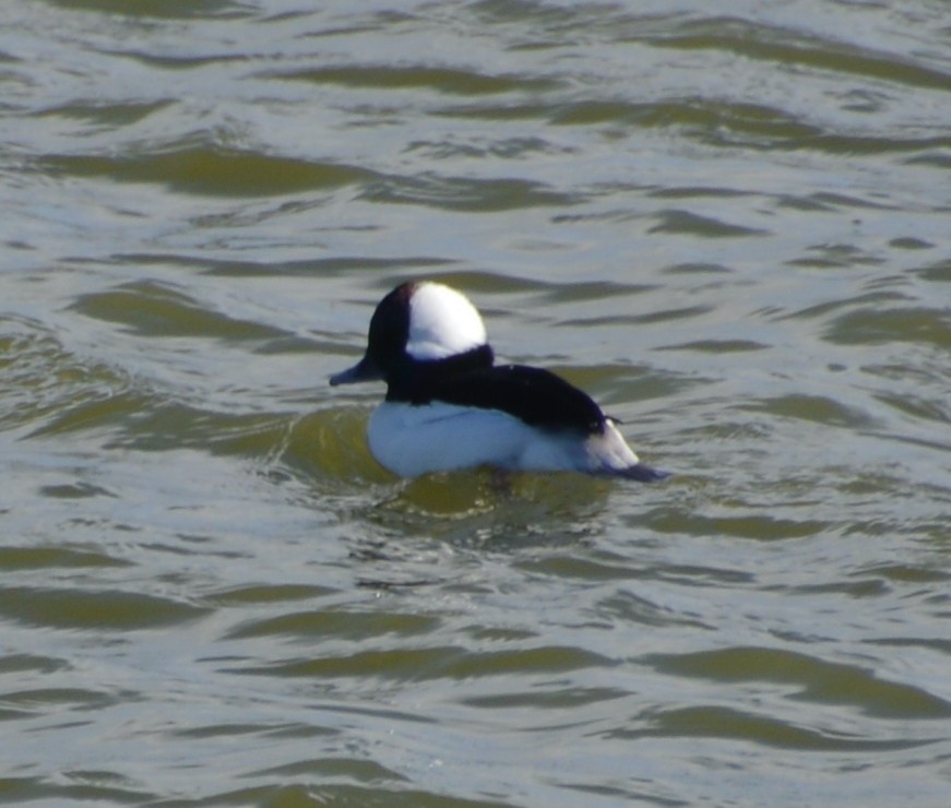 Bufflehead - ML441410011