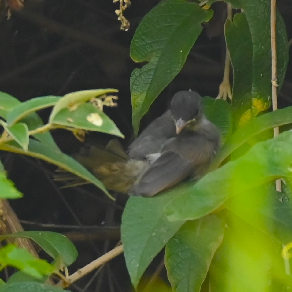 Malagasy Brush-Warbler (Malagasy) - ML441410341