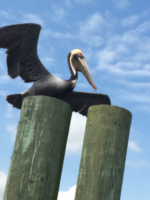 Brown Pelican - ML441410861