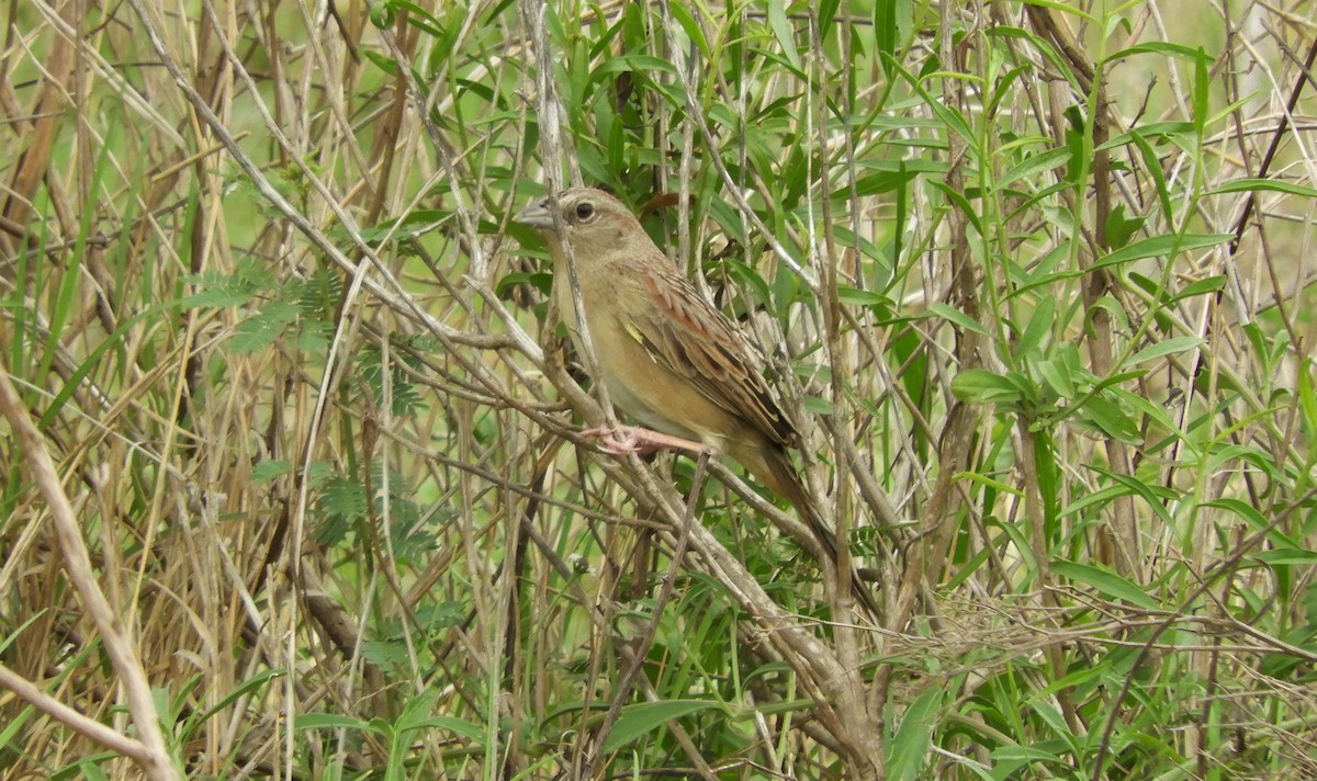 Botteri's Sparrow - ML441411061