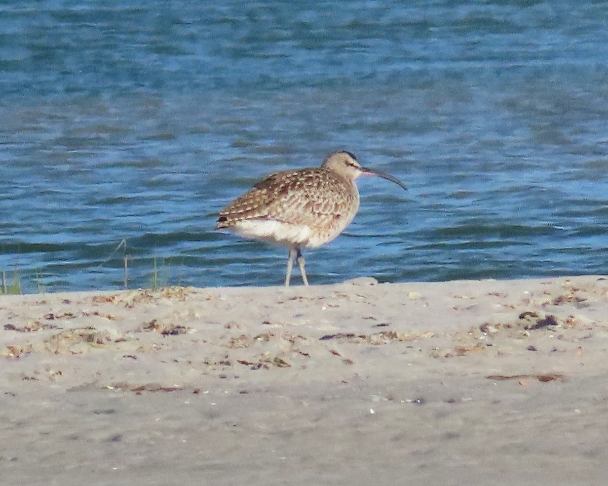 Whimbrel - ML441412171