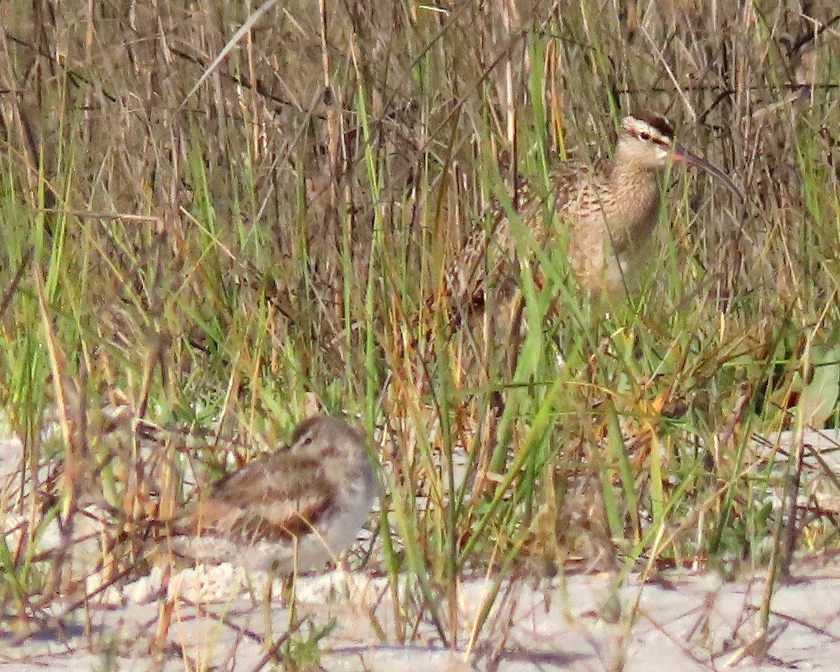 Regenbrachvogel - ML441412181