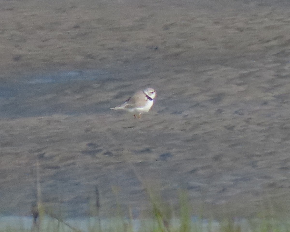 Piping Plover - ML441412291