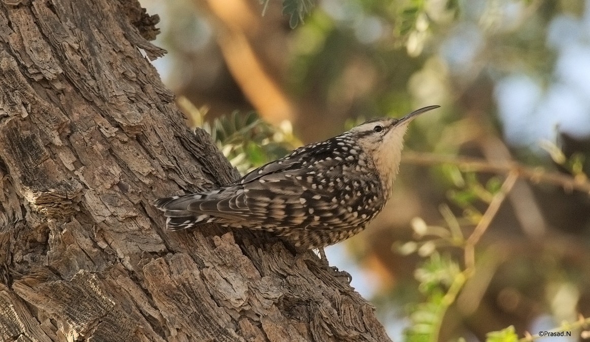 Indian Spotted Creeper - Prasad Natarajan