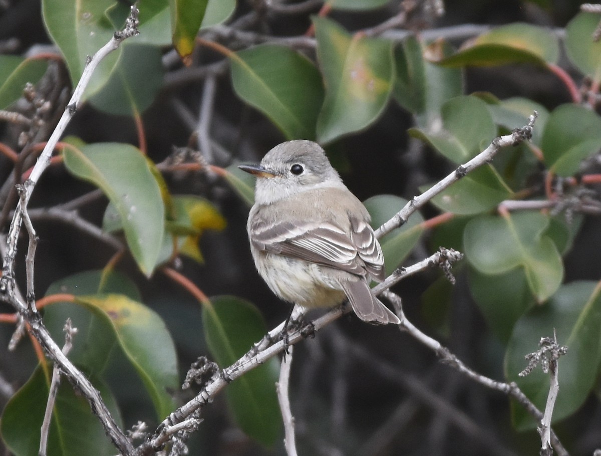 Gray Flycatcher - ML441412521