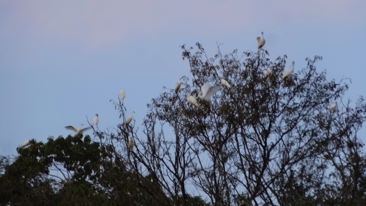 Snowy Egret - ML441413811