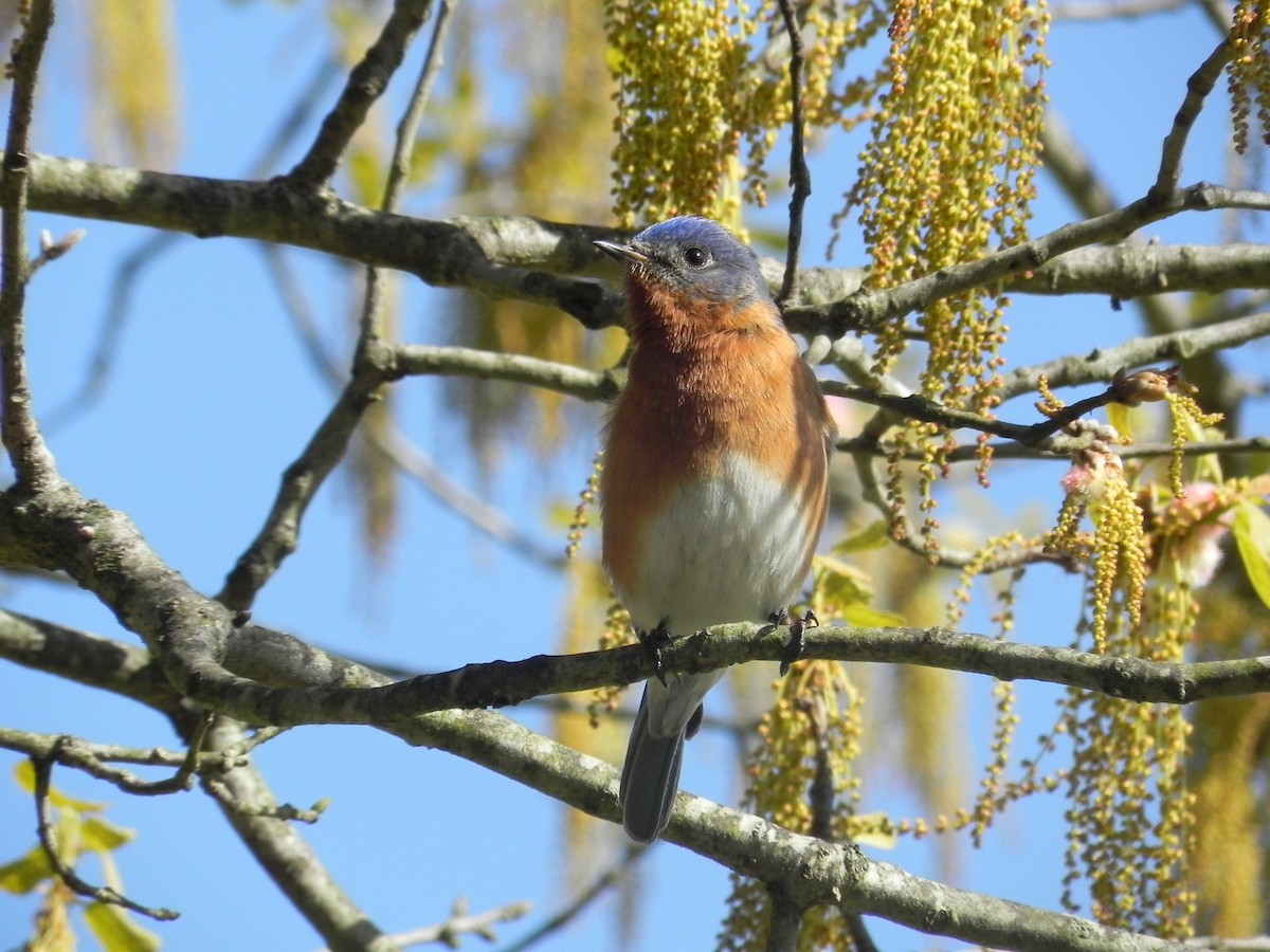 Eastern Bluebird - ML441414641