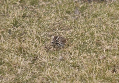 Song Sparrow - ML441415451