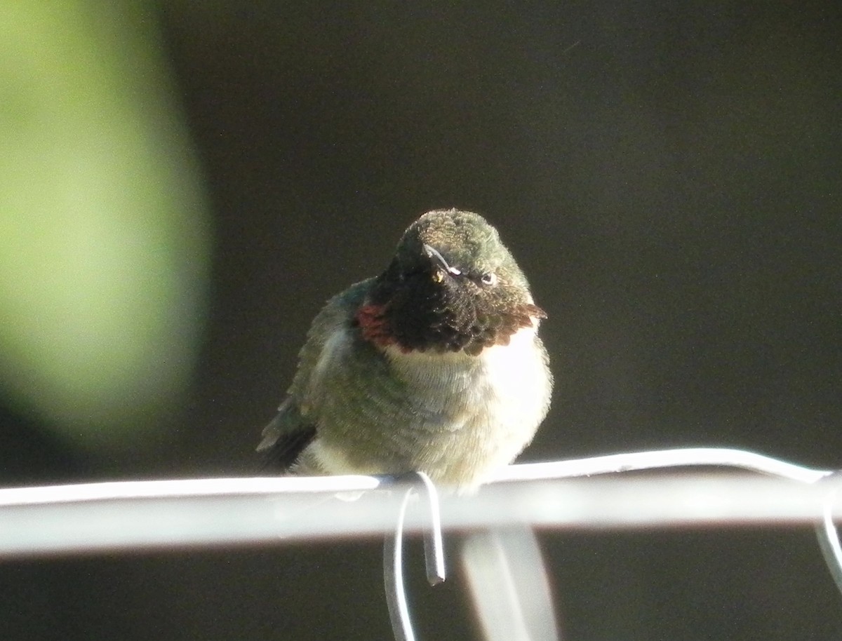 Ruby-throated Hummingbird - ML441415811