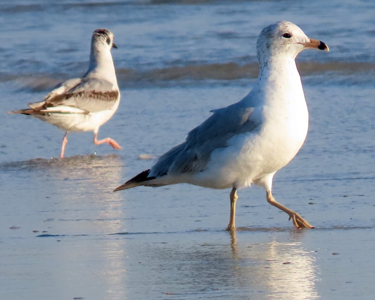 Ring-billed Gull - ML441416091