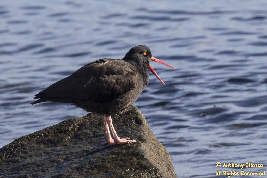 Black Oystercatcher - ML44141851