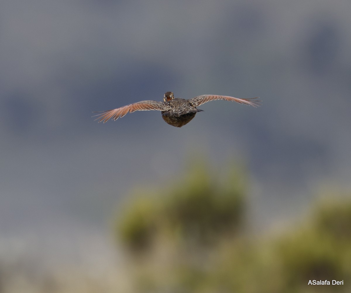 Francolín Etíope (elgonensis) - ML441418731