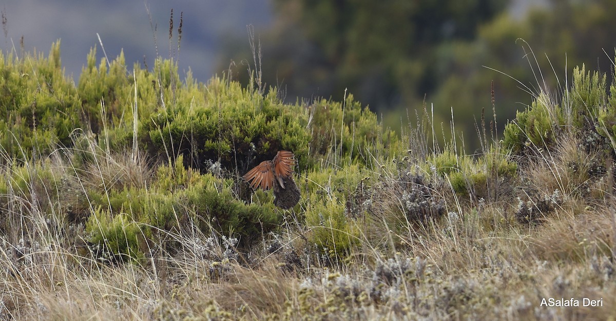 Elgon Francolin - ML441418741