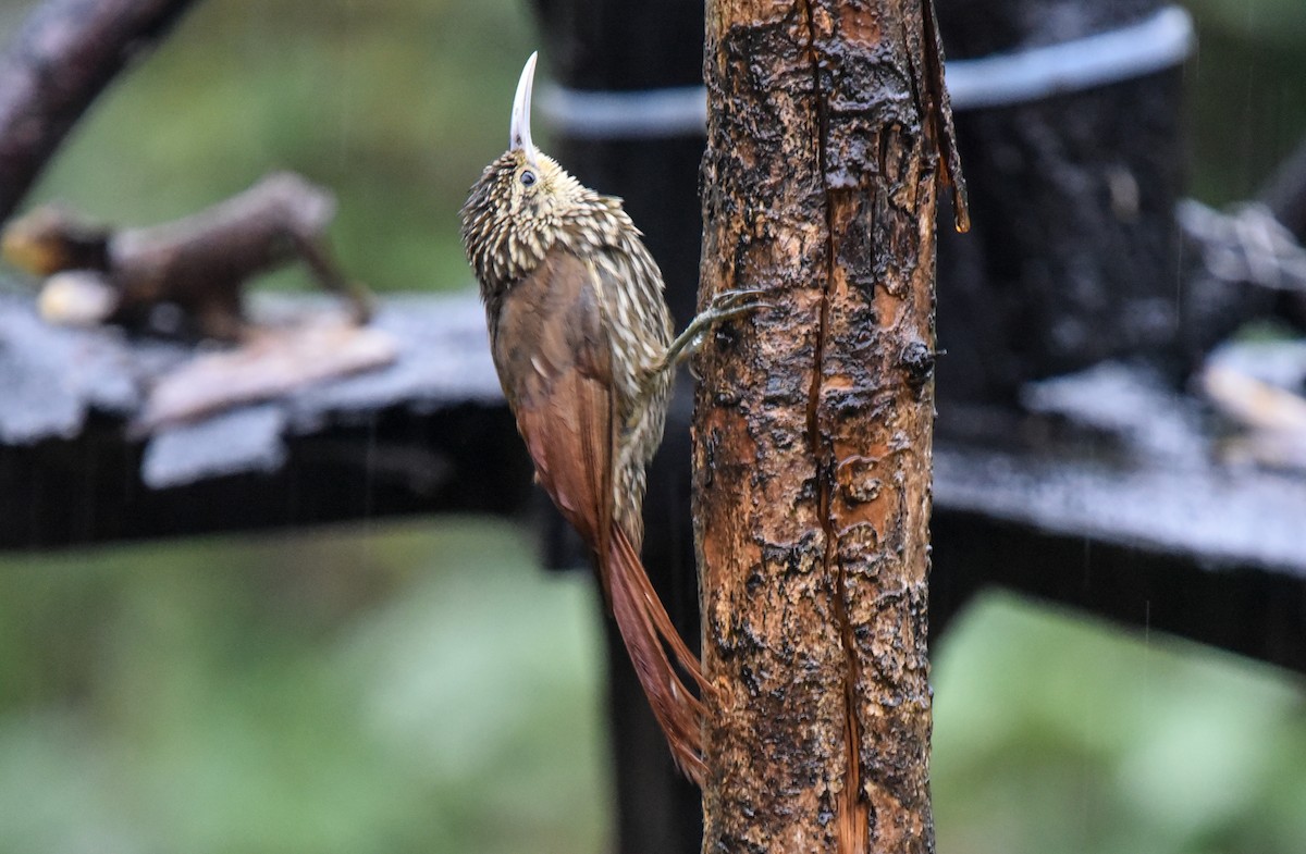 Spot-crowned Woodcreeper - ML441419041