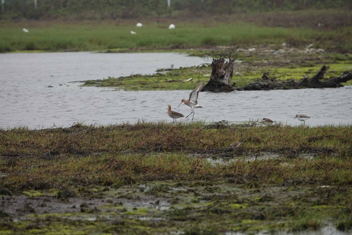 Black-tailed Godwit - ML441420351