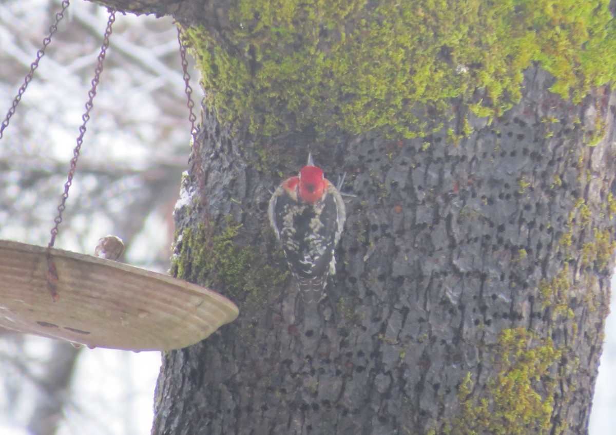 Red-naped x Red-breasted Sapsucker (hybrid) - Craig Tumer