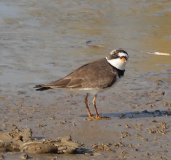 Semipalmated Plover - ML441420621