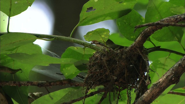 Acadian Flycatcher - ML441424