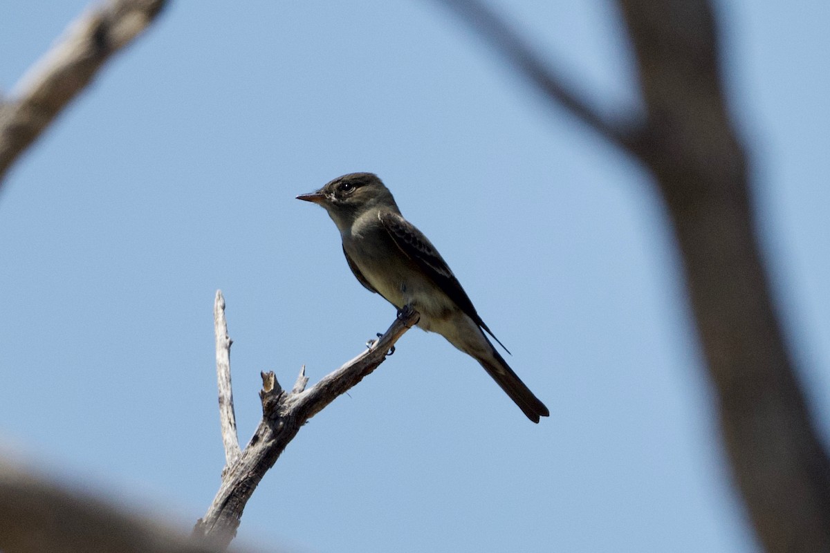 Western Wood-Pewee - John Dumlao