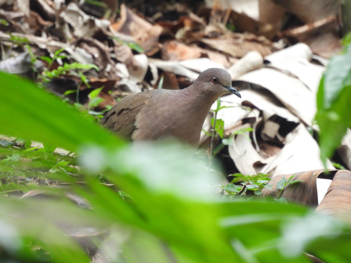 White-tipped Dove - ML441428041