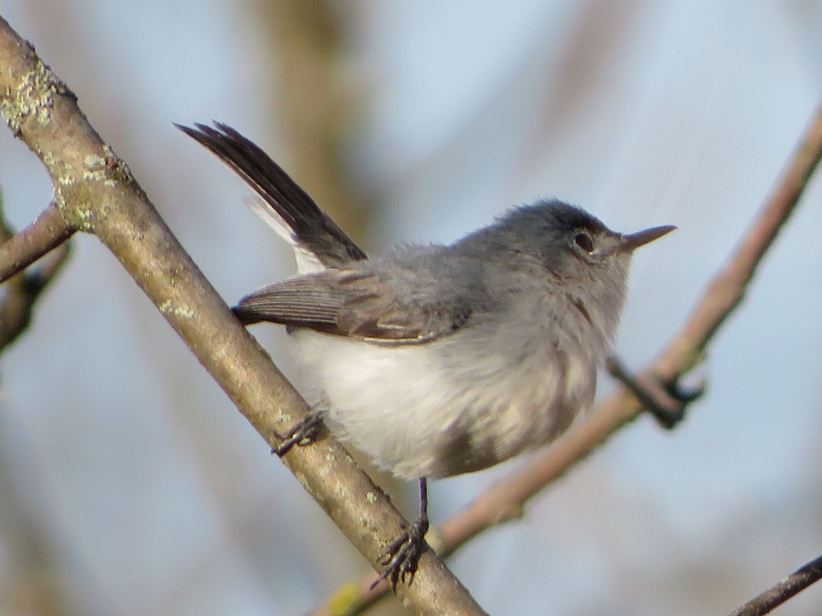 Blue-gray Gnatcatcher - ML441429861