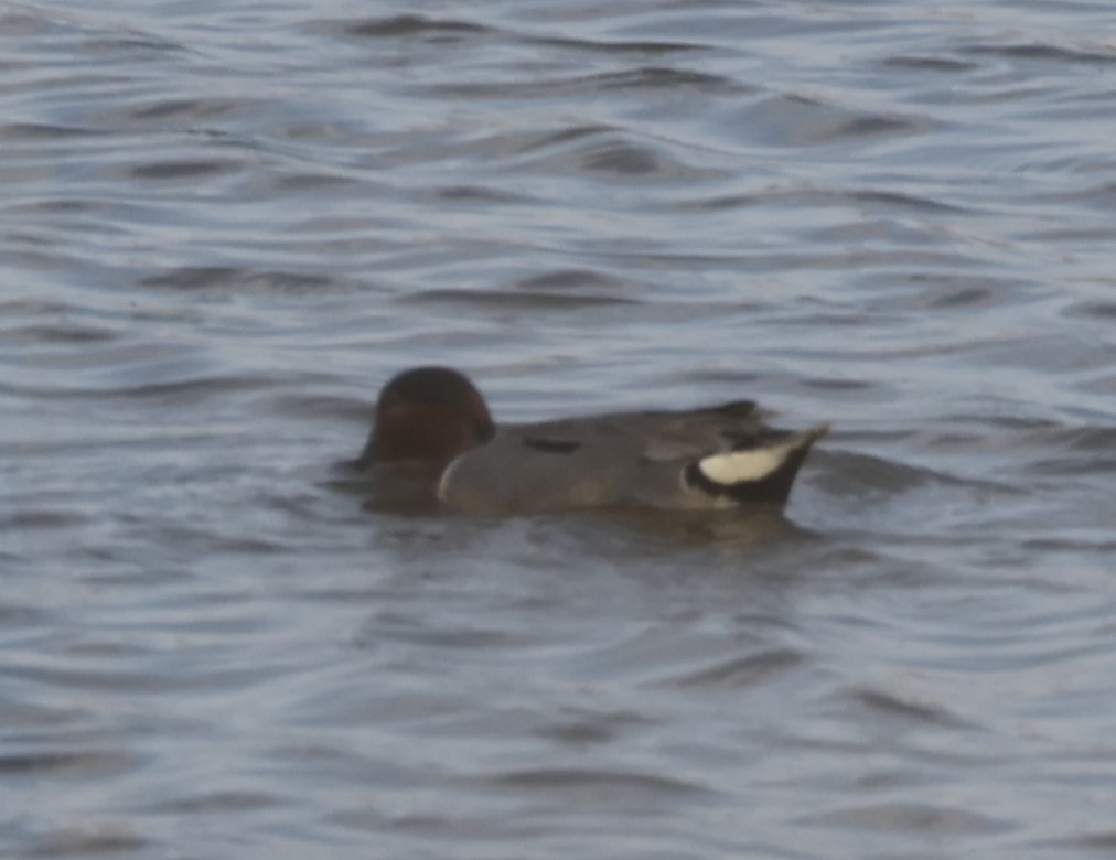 Green-winged Teal - ML441429991