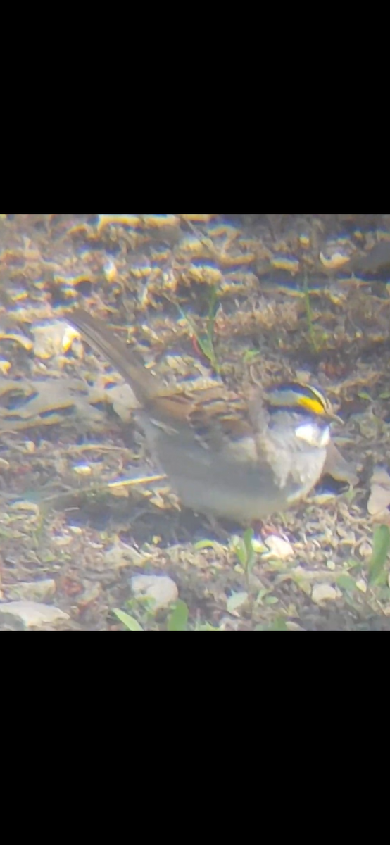 White-throated Sparrow - ML441430721
