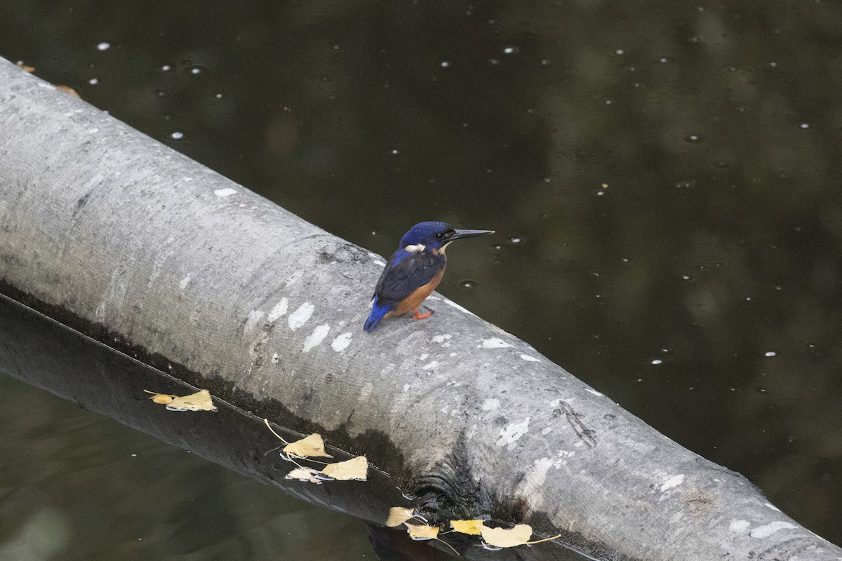 Azure Kingfisher - John Cantwell