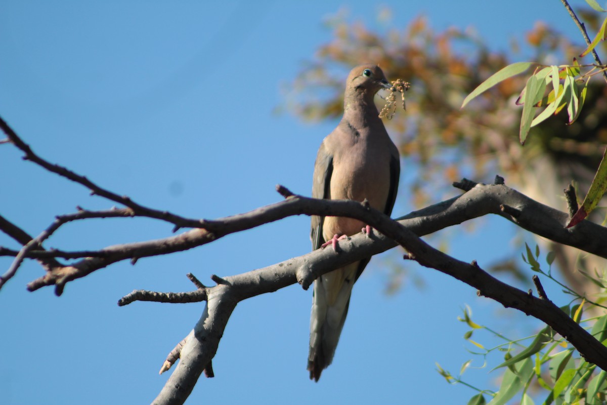 Mourning Dove - ML441432581