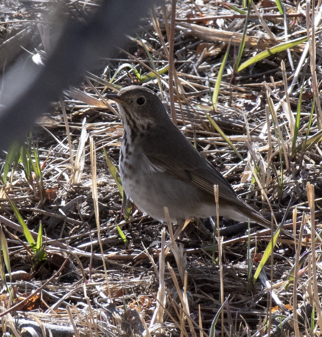 Hermit Thrush - ML441434781