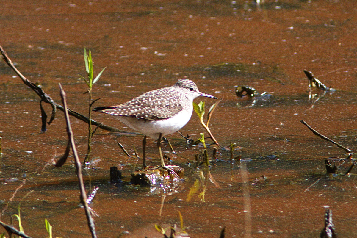 Solitary Sandpiper - Stan Chapman