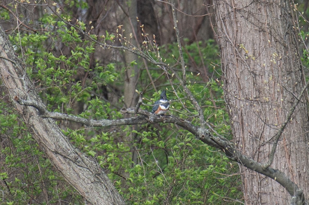 Belted Kingfisher - ML441435001