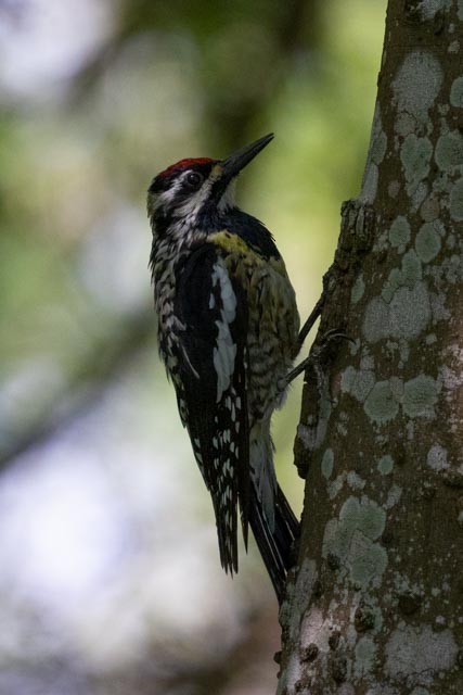 Yellow-bellied Sapsucker - ML441435921