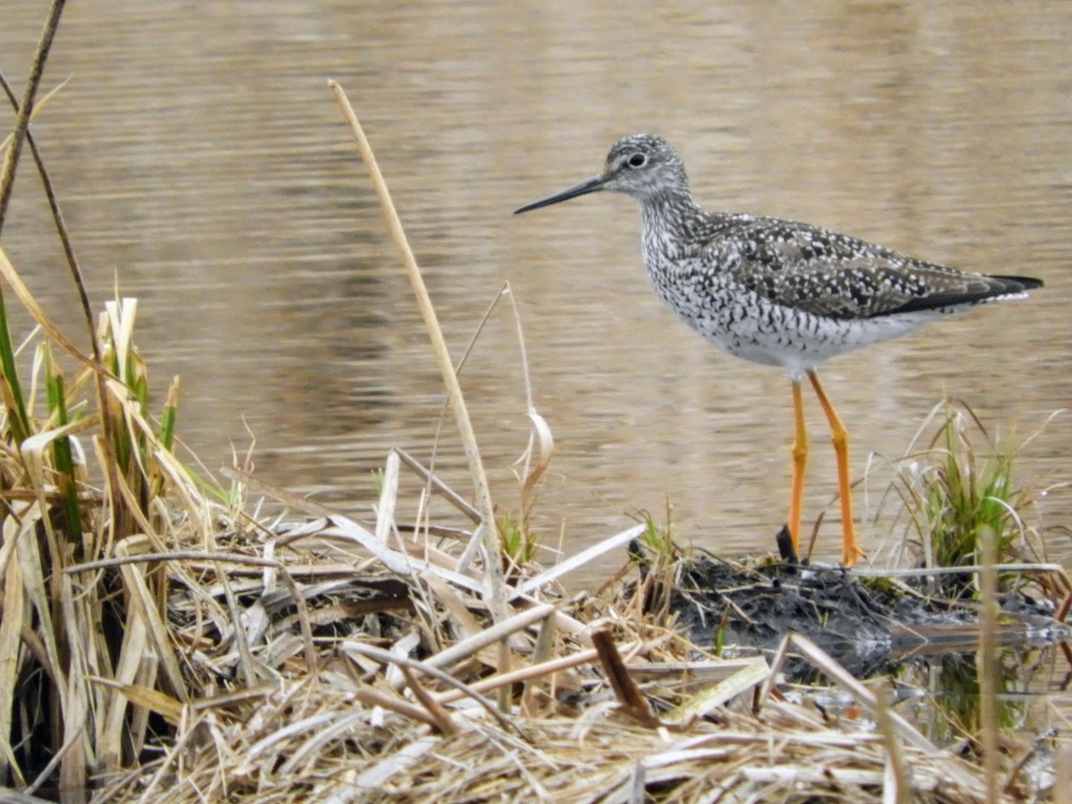 Greater Yellowlegs - ML441436441