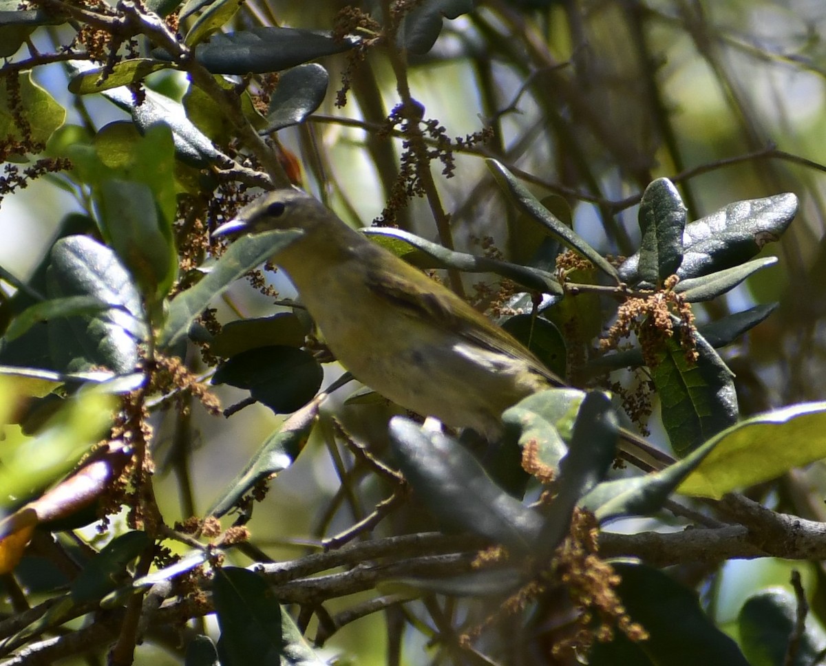 Tennessee Warbler - ML441436981