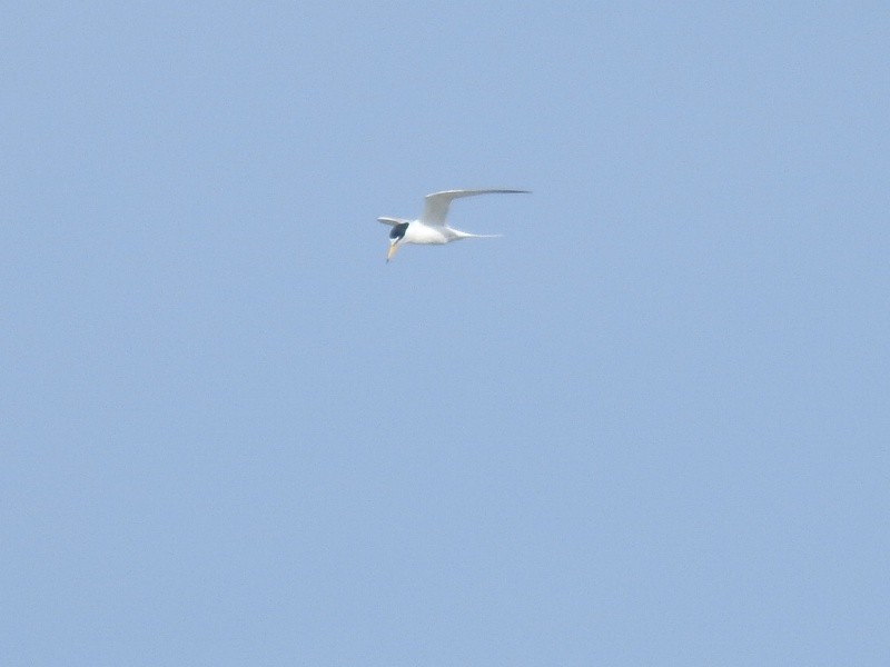 Little Tern - ML441439861