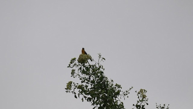 Yellow-breasted Chat x Hooded Oriole (hybrid) - ML441440411