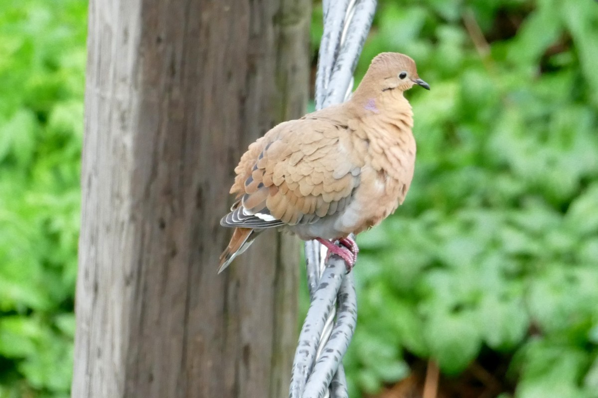 Zenaida Dove - Stefan Gleissberg