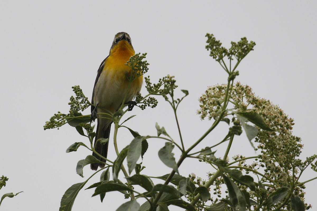 Yellow-breasted Chat x Hooded Oriole (hybrid) - ML441441261