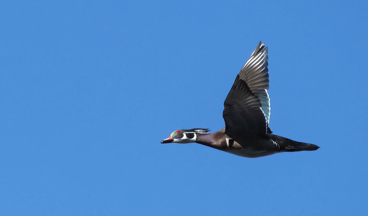 Wood Duck - ML441441371