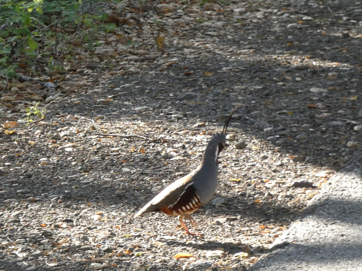 Mountain Quail - Donald Wellmann