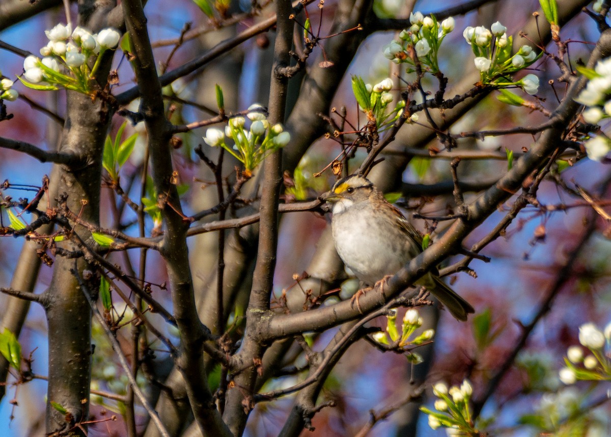 White-throated Sparrow - Dori Eldridge